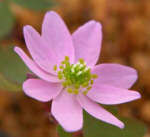 Anemonella